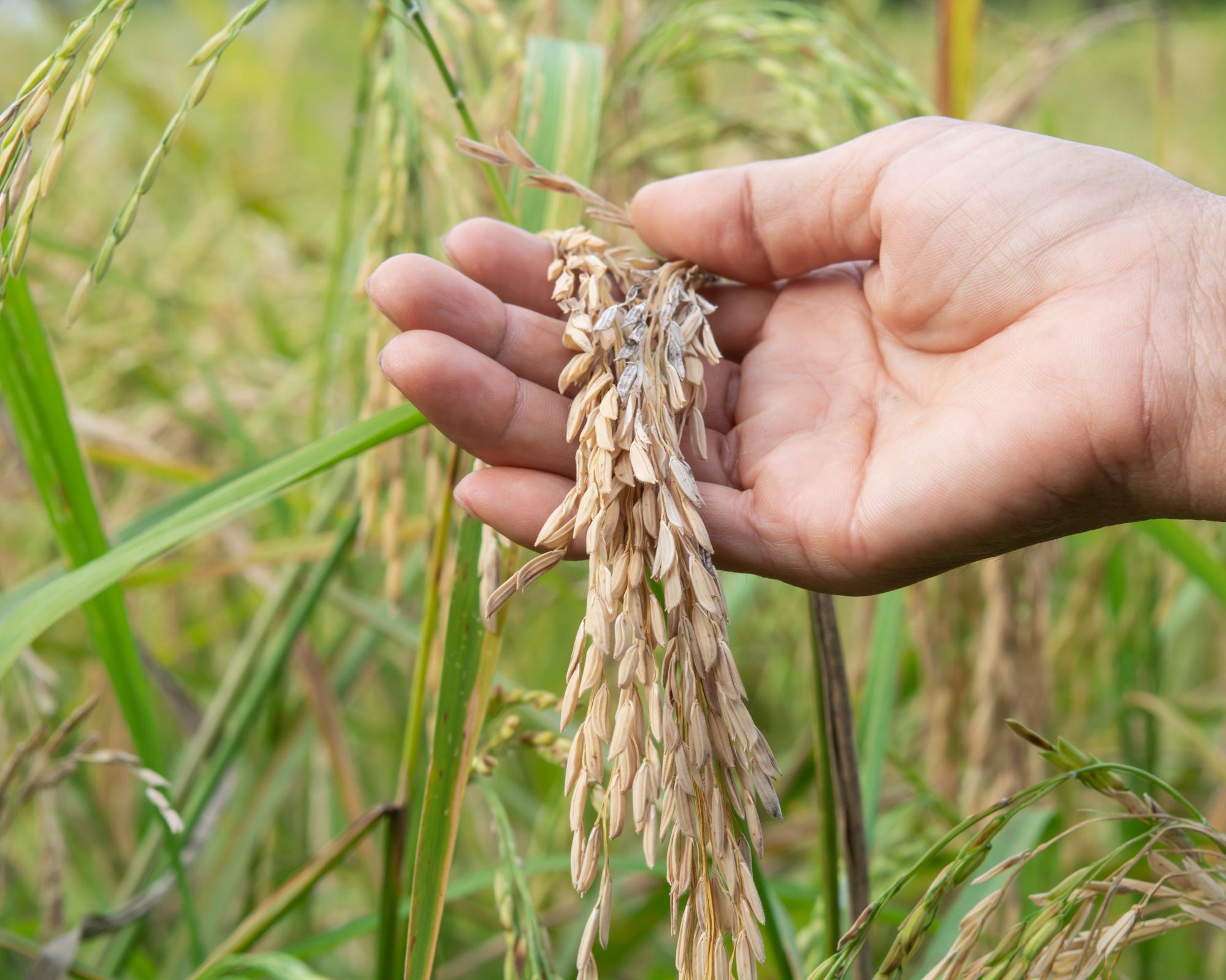 Harvested rice