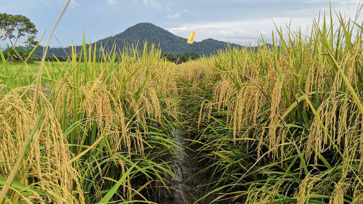 paddy, red rice, UKMRC-9, harvesting