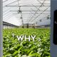 vegetables, healthy, real food