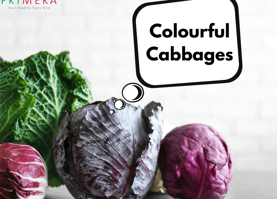 cabbage, colourful